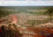 PT Digoel Agri Group diduga gunduli hutan Papua tanpa HGU