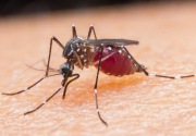 Belasan kepala daerah terima sertifikat eliminasi malaria Kemenkes