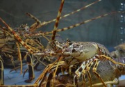 Regulasi lobster: Beri asuransi hingga pinjaman modal bagi pembudidaya
