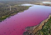 Warna danau di Argentina berubah menjadi pink 
