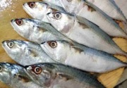 Menteri KKP jelaskan manfaat konsumsi ikan kembung