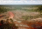 Komersialisasi hasil hutan ancam kehidupan Suku Malind di Papua