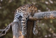 Panjat pagar dan ejek jaguar di kebun binatang, pria  berakhir di rumah sakit