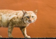 Kucing oranye pulang dengan selamat setelah dipanah wanita  