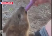 Video viral, gadis remaja berikan 'vape' ke hewan Quokka dikecam