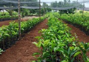 BPN: Luas lahan hortikultura baru 1 juta hektare