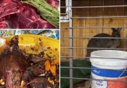 Video masak  'kangguru mandi' viral di Arab Saudi 