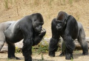 Lebih dari selusin gorila di kebun binatang AS positif covid-19