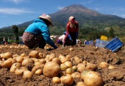 Gelar bimtek, Balitbangtan cetak penangkar-pengolah kentang industri