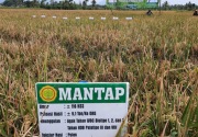 Inovasi Balitbangtan dongkrak produksi padi di Cianjur