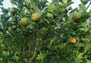 Kit dePat, invensi Balitbangtan untuk deteksi HLB pada tanaman jeruk