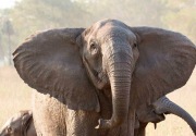 Gajah berevolusi menjadi 'tanpa gading' setelah perburuan ilegal berpuluh-puluh tahun