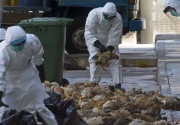 Kasus flu burung di China semakin memburuk