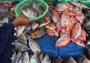 KKP targetkan konsumsi ikan nasional pada 2024 sebesar 62,05 kg/kapita