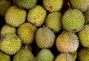 Balitbangtan berkomitmen durian RI merajai pasar global