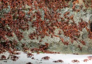 Christmas Island dipenuhi migrasi jutaan kepiting merah