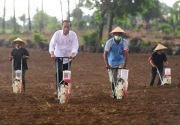 Tanam jagung, Jokowi harap Sulsel produksi 1,8 juta ton