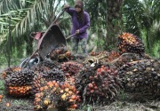 Refleksi 110 tahun perjalanan kelapa sawit Indonesia, ini kata GAPKI