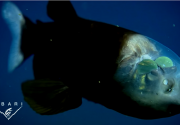 Ketika para peneliti menemukan ikan aneh, kulit kepalanya transparan