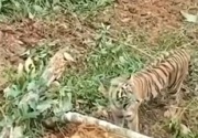 Viral video harimau Sumatera mengadang eskavator, ini kata aktivis
