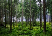 Anggota Komisi IV minta KLHK buka data izin pelepasan hutan 3,2 juta hektare