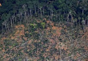 Angka deforestasi di hutan Amazon catat rekor tertinggi pada Januari
