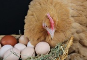 Jerit peternak telur: Kami sekarat, ini bulan ke delapan