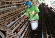 Nasibnya makin nahas, peternak ayam di Kediri nekat bakar kandang