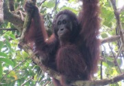 Bangun IKN, pemerintah klaim akan melindungi orangutan