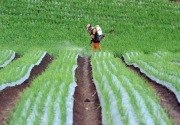 BPS: Nilai tukar petani nasional Maret 2022 naik 0,42%, tertinggi di Provinsi Riau
