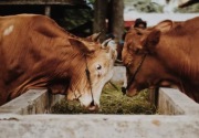 Pemprov Kaltim gencarkan peternakan sapi penuhi kebutuhan daging