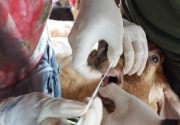 Waspadai penyakit mulut dan kuku, Pemprov Kaltim periksa kesehatan hewan ternak