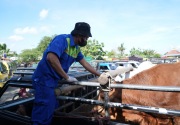 Cegah persebaran PMK, Pemkab Klaten tutup seluruh pasar hewan selama 14 hari