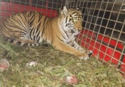 Lestarikan Satwa, PTAR Martabe lepasliarkan dua Harimau Sumatera ke TNKS Jambi