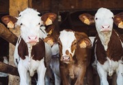 Jelang Iduladha, pemerintah pasok 450 sapi bebas virus PMK 