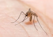 Pemprov Kaltim dorong percepatan eliminasi Malaria