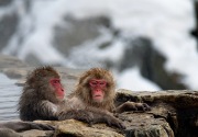 Resahkan warga, serangan monyet melukai 42 orang