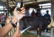 Satgas ungkap realisasi vaksinasi hewan ternak di Jawa Tengah masih rendah