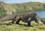 Tarif masuk Taman Nasional Komodo naik, Gubernur NTT: Untuk konservasi