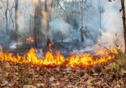 Pekebun di Kaltim diimbau tidak lakukan pembakaran untuk buka lahan