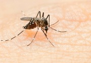 Muncul temuan kasus, Dinkes Kukar gelar survei malaria 