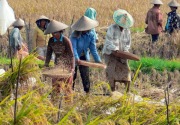 Atasi stunting, Indonesia perbanyak varietas padi bernutrisi 