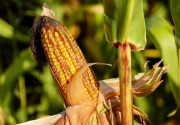  Mekanisasi syarat utama zero impor jagung untuk pangan