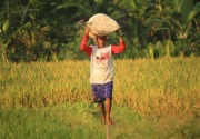 Indonesia-IRRI matangkan pengembangan padi kaya vitamin A