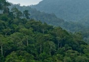 Pemprov Kaltim pertahankan dan lestarikan kawasan hutan adat