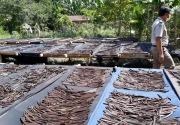 Koperasi Desa Ekspor: Kisah sukses jadi pelopor eksportir vanili dalam negeri