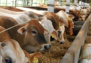 Tambah populasi sapi, Pemkab Kukar siapkan Rp4,2 M