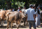20% pasar ternak di Jatim telah beroperasi kembali