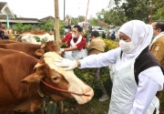 Jawa Timur siap kirimkan 1000 ekor sapi ke Kalimantan Barat