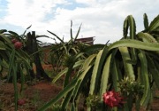 Tingkatkan produksi komoditas hortikultura, pemerintah dukung kampung petani buah
